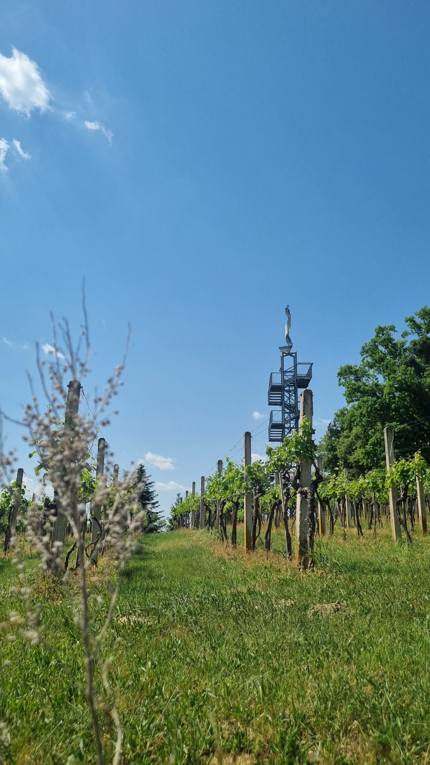 Weinberg-Aussichtswarte Sitzenberg (3) Weinberg mit Aussichtsturm bei Sitzenberg im Tullnerfeld